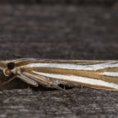 Hednota relatalis at Melba, ACT - 17 Feb 2022