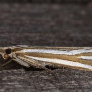 Hednota relatalis at Melba, ACT - 17 Feb 2022