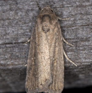 Athetis tenuis at Melba, ACT - 17 Feb 2022 09:25 PM