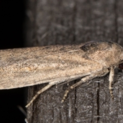 Athetis tenuis at Melba, ACT - 17 Feb 2022 09:25 PM