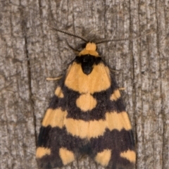 Thallarcha partita (Dark-banded Footman) at Melba, ACT - 17 Feb 2022 by kasiaaus