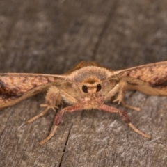 Aglaopus pyrrhata (Leaf Moth) at Melba, ACT - 17 Feb 2022 by kasiaaus