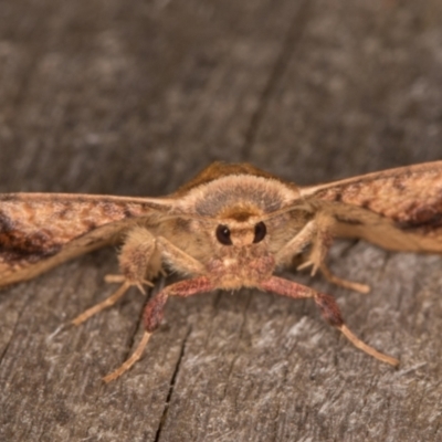 Aglaopus pyrrhata (Leaf Moth) at Melba, ACT - 17 Feb 2022 by kasiaaus