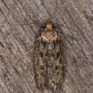 Hofmannophila pseudospretella at Melba, ACT - 17 Feb 2022