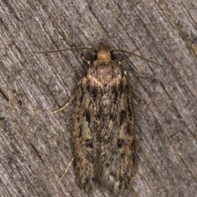 Hofmannophila pseudospretella (Brown House Moth) at Melba, ACT - 17 Feb 2022 by kasiaaus