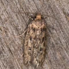 Hofmannophila pseudospretella at Melba, ACT - 17 Feb 2022 09:27 PM