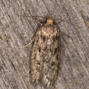 Hofmannophila pseudospretella at Melba, ACT - 17 Feb 2022