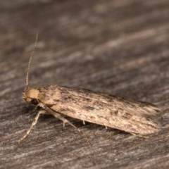 Hofmannophila pseudospretella at Melba, ACT - 17 Feb 2022 09:27 PM