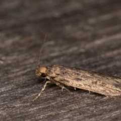 Hofmannophila pseudospretella at Melba, ACT - 17 Feb 2022 09:27 PM