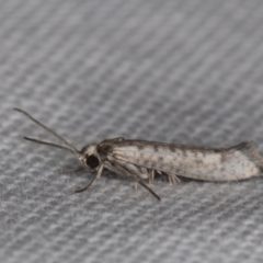 Lepidoptera provisional species 1 at Melba, ACT - 17 Feb 2022