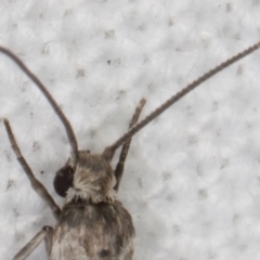 Lepidoptera provisional species 1 at Melba, ACT - 17 Feb 2022