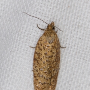 Dichelopa panoplana at Melba, ACT - 17 Feb 2022 09:35 PM