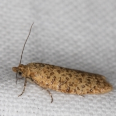 Dichelopa panoplana at Melba, ACT - 17 Feb 2022 09:35 PM