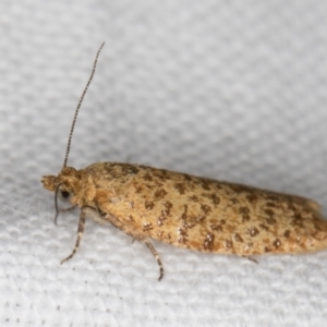 Dichelopa panoplana at Melba, ACT - 17 Feb 2022 09:35 PM