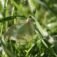 Catopsilia pyranthe (White migrant) at Hackett, ACT - 5 Apr 2022 by DavidForrester