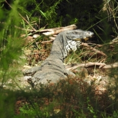 Varanus varius (Lace Monitor) at Tallong, NSW - 5 Apr 2022 by GlossyGal