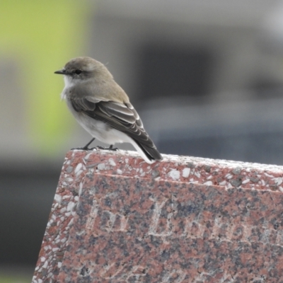 Microeca fascinans (Jacky Winter) at Narooma, NSW - 29 Mar 2022 by GlossyGal