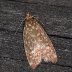 Syringoseca rhodoxantha (A concealer moth) at Melba, ACT - 18 Feb 2022 by kasiaaus