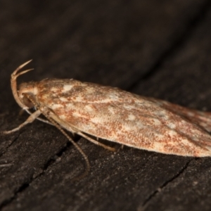 Syringoseca rhodoxantha at Melba, ACT - 18 Feb 2022