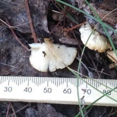 zz agaric (stem; gills white/cream) at Cooma, NSW - 5 Apr 2022