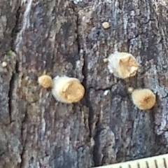 Nidula sp. (A bird's nest fungus) at Cooma, NSW - 8 Apr 2022 by mahargiani