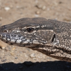 Varanus rosenbergi (Heath or Rosenberg's Monitor) at Ainslie, ACT - 5 Apr 2022 by UserYYUcWrIf