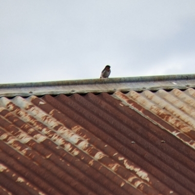 Hirundo neoxena (Welcome Swallow) at Gerogery, NSW - 3 Apr 2022 by Darcy