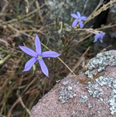 Isotoma axillaris (Australian Harebell, Showy Isotome) at Gerogery, NSW - 3 Apr 2022 by Darcy