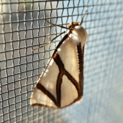 Thalaina clara (Clara's Satin Moth) at Yass River, NSW - 4 Apr 2022 by SenexRugosus