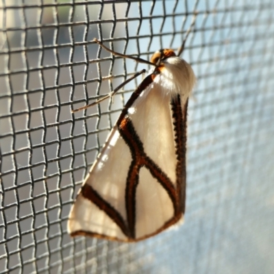 Thalaina clara (Clara's Satin Moth) at Rugosa - 4 Apr 2022 by SenexRugosus