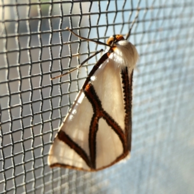 Thalaina clara (Clara's Satin Moth) at Yass River, NSW - 5 Apr 2022 by SenexRugosus