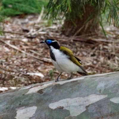 Entomyzon cyanotis (Blue-faced Honeyeater) at Hughes, ACT - 5 Apr 2022 by ebristow