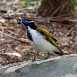 Entomyzon cyanotis at Hughes, ACT - 5 Apr 2022 06:04 PM