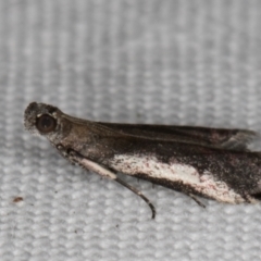 Assara subarcuella at Melba, ACT - 18 Feb 2022 12:38 AM