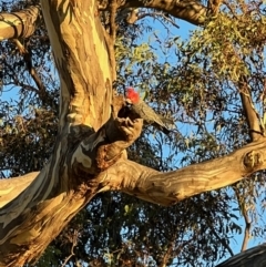 Callocephalon fimbriatum (Gang-gang Cockatoo) at Hughes, ACT - 4 Apr 2022 by ebristow