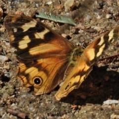 Heteronympha banksii (Banks' Brown) at Paddys River, ACT - 5 Apr 2022 by JohnBundock