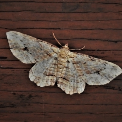 Chloroclystis (genus) (A geometer moth) at Paddys River, ACT - 5 Apr 2022 by JohnBundock
