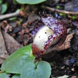 Corysanthes hispida at Paddys River, ACT - 5 Apr 2022