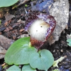 Corysanthes hispida at Paddys River, ACT - suppressed