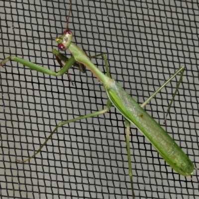 Pseudomantis albofimbriata (False garden mantis) at Wanniassa, ACT - 5 Apr 2022 by JohnBundock