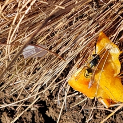 Vespula germanica (German Yellowjacket Wasp (also known as European Wasp)) at Wambrook, NSW - 5 Apr 2022 by Mike