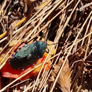 Notius depressus at Wambrook, NSW - 5 Apr 2022 01:00 PM