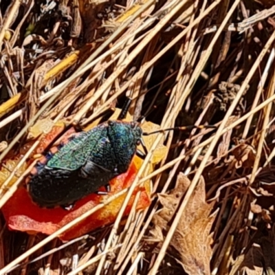 Notius depressus (Shield bug) at Wambrook, NSW - 5 Apr 2022 by Mike