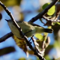 Acanthiza chrysorrhoa (Yellow-rumped Thornbill) at Curtin, ACT - 5 Apr 2022 by LisaH