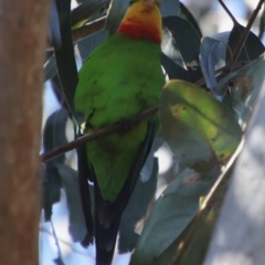 Polytelis swainsonii (Superb Parrot) at GG91 - 5 Apr 2022 by LisaH