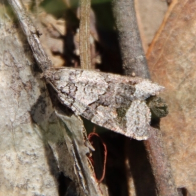 Meritastis lythrodana (A tortrix or leafroller moth) at Hughes, ACT - 5 Apr 2022 by LisaH