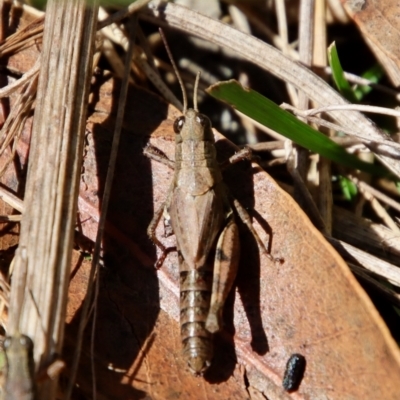 Phaulacridium vittatum (Wingless Grasshopper) at Hughes, ACT - 5 Apr 2022 by LisaH