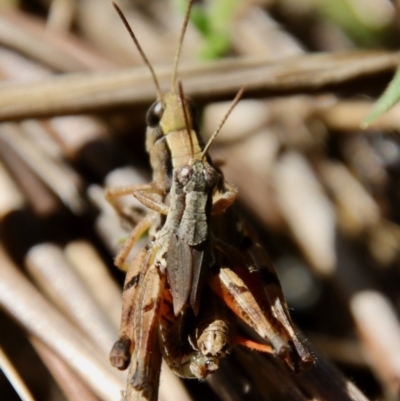 Phaulacridium vittatum (Wingless Grasshopper) at Hughes, ACT - 5 Apr 2022 by LisaH