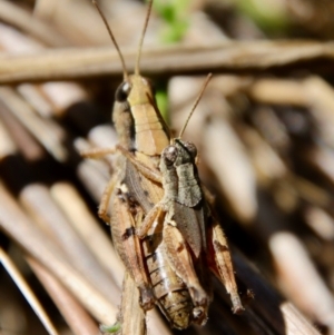 Phaulacridium vittatum at Hughes, ACT - 5 Apr 2022 12:37 PM