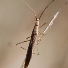 Mutusca brevicornis (A broad-headed bug) at Hughes, ACT - 5 Apr 2022 by LisaH